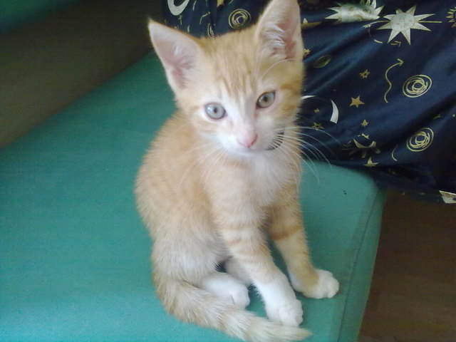 Unser Baby: Kitty Cat G.