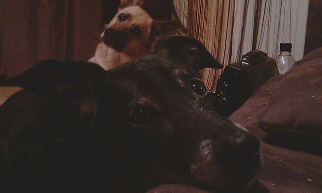 unsere beiden Mädls, Samy (schwarz) und Alhana (blond) :)