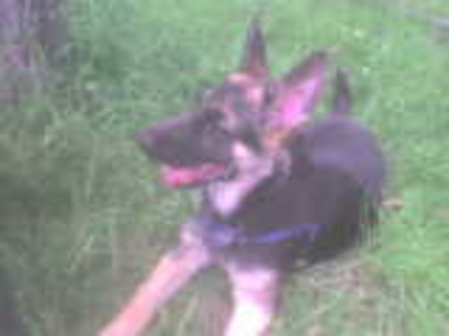 Lady Diva