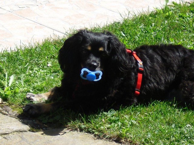 Unsere Piper, 3 Jahre alt, liebt noch immer ihren Schnuller!