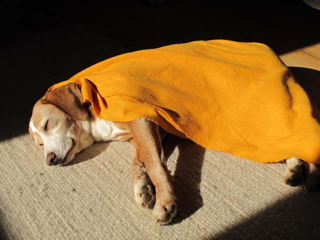 Unser Charlie liebt Decken und die Sonne