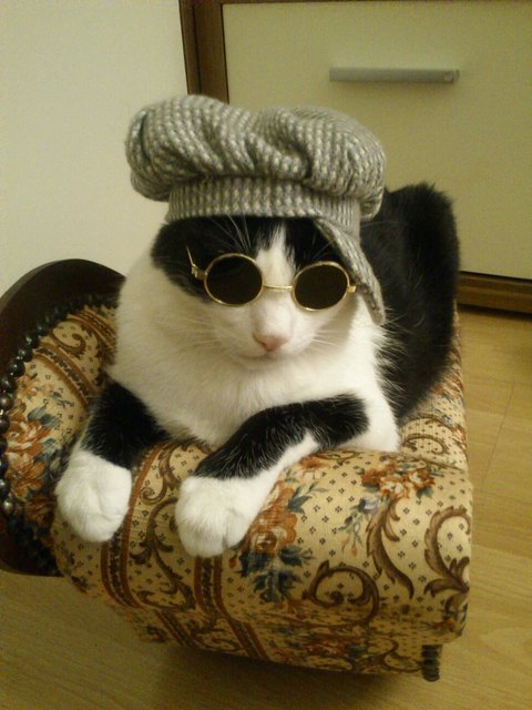 JACKSON..... The KING Of Cat