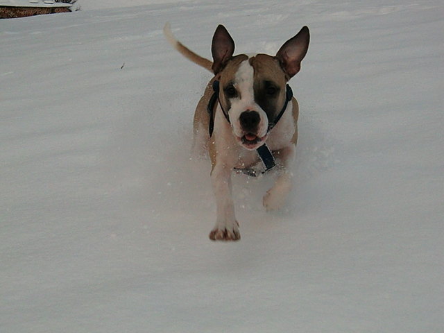 Kiki im Schnee
