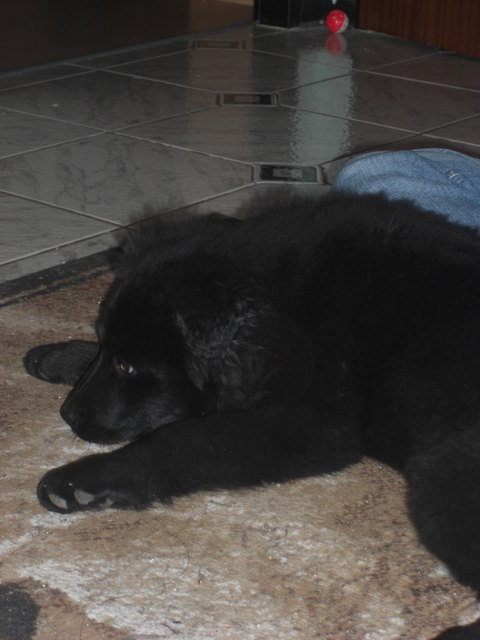 Molly1