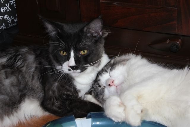 Die besten Freunde - die beiden Kater Mo und Sid