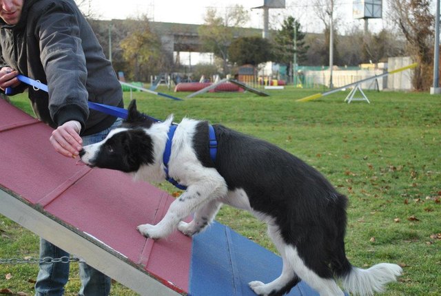 Sparky beim Sport sollte mal Agility werden ^^
