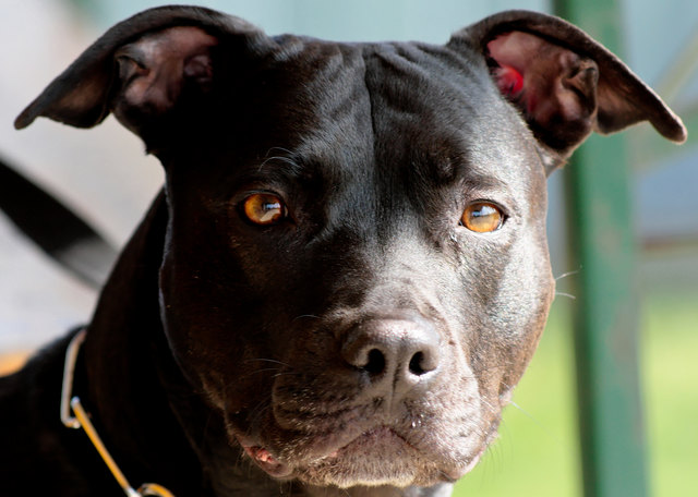 Xena
