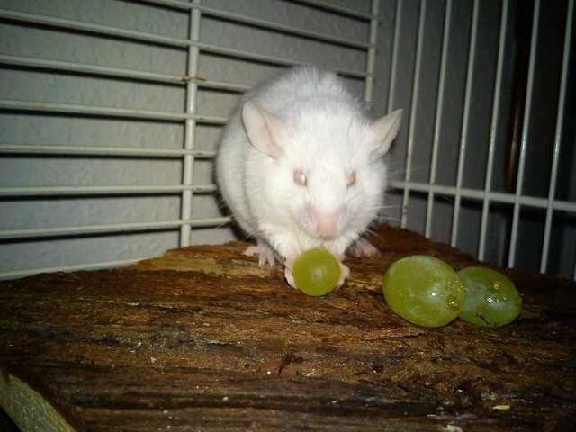 Mister Magoo