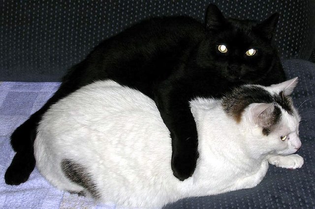 Max und Moritz
