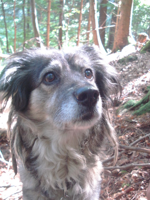 "Ich glaub' ich steh' im Wald!"