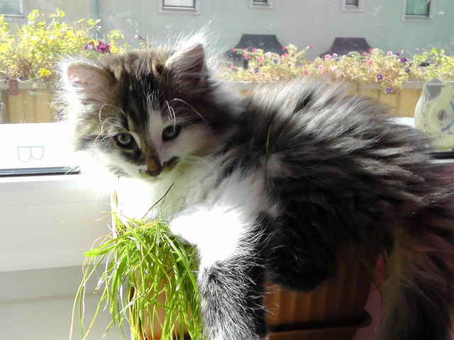 Die Sache mit dem Katzengras hat unser Elvis noch nicht ganz verstanden ;)