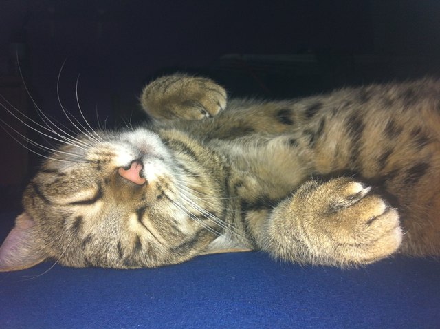 Katze Nina