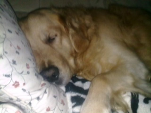Romeo der Faulsack