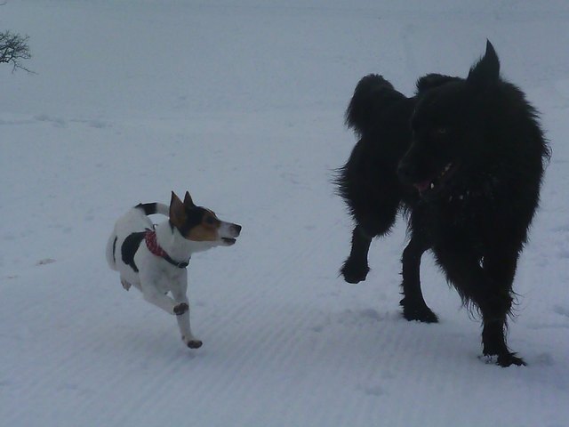 Unsere kleine "KAJA" mit ihren Spielgefährten "BURGER" im Schnee :-)
