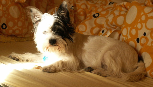 Oskar der Freche