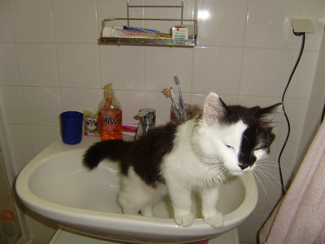 Fertig mit der Katzenwäsche ;D
