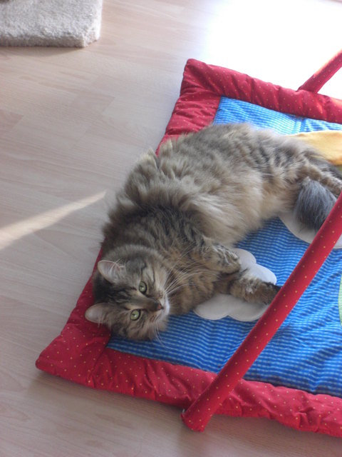 Tiggerlilly liebt die Baby-Spieldecke ;-)