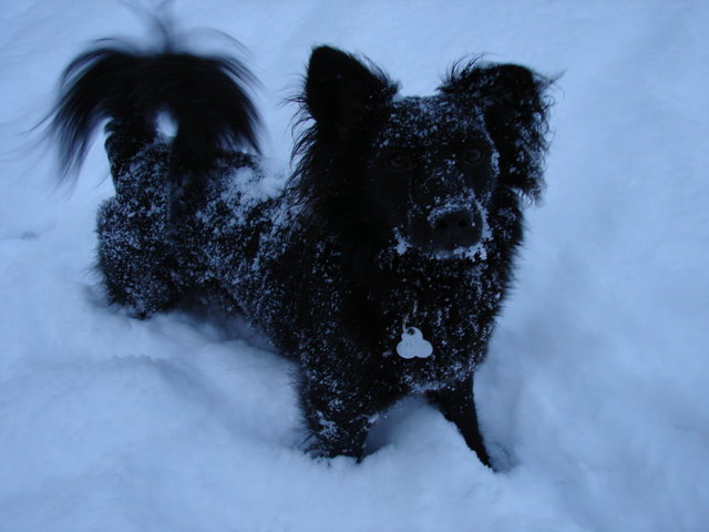 Spencer während des spielens im Schnee (Feb. 2011)
