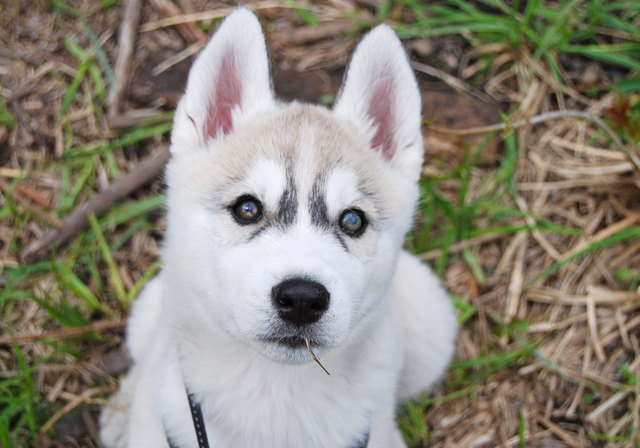 Nanook