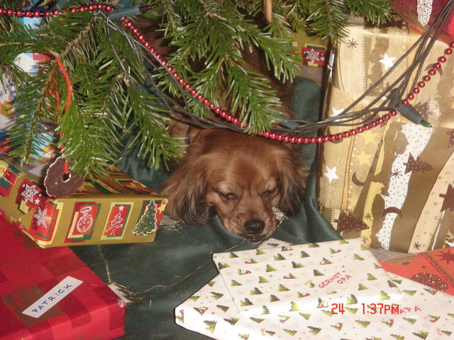 Unser Lucky liebt Weihnachtenb