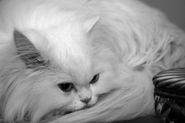 Torpy die süsse, wilde Katze