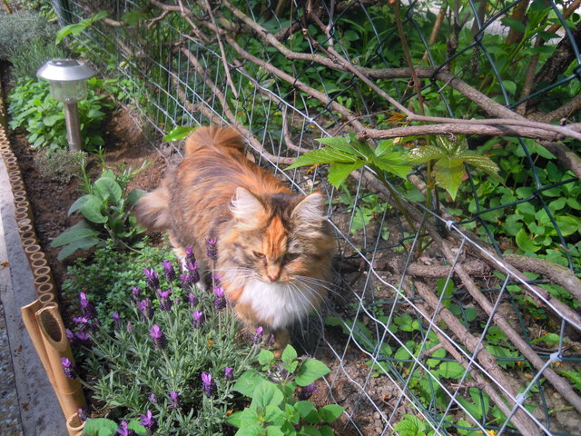 Gucki, meine Sibirische Katze mag Küchenkräuter schnuppern