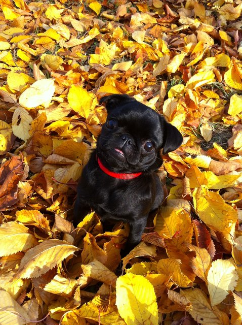 Ysi's erster Herbst :)