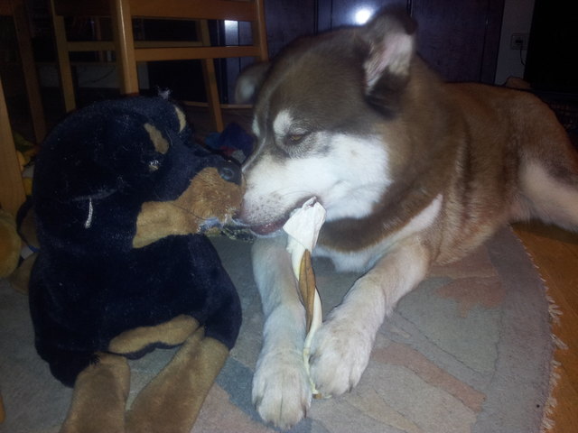 Mein Malamuthund Kenai streitet mit seinem Lieblingsstofftier um seinen Knochen