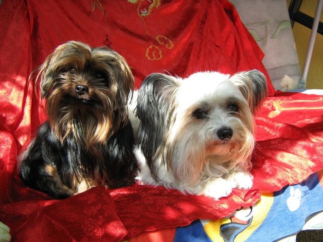 Meine Buam der Yorky Chester und der Papillon-Maltesermischling Chipsy