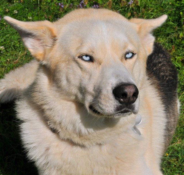 Rocco