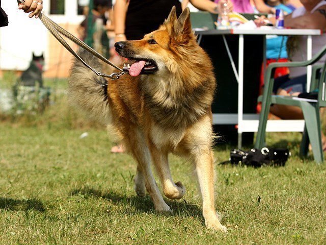 Mein Training macht mir immer großen Spaß, Balu