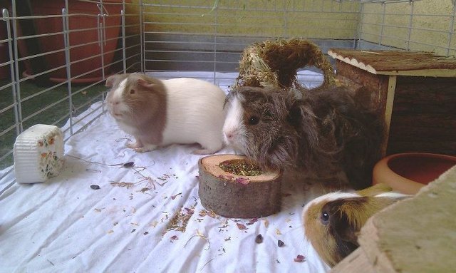 Edmund, Wolfi und Bärtl :D