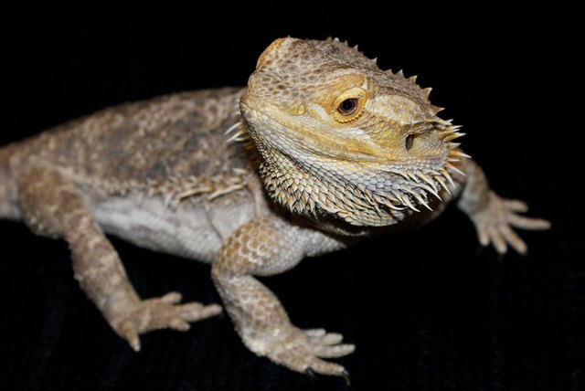 Bartagame