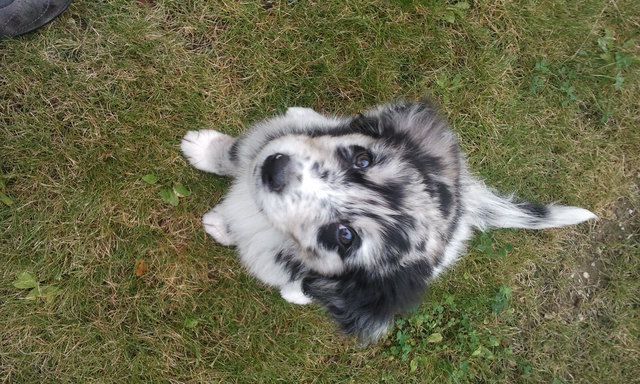 der beste Hund der Welt - Pauli