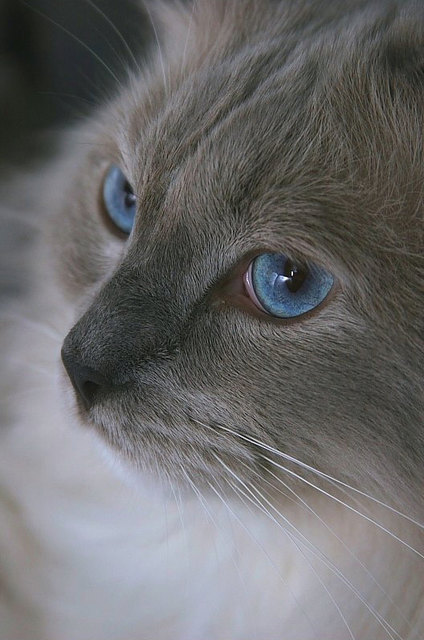 Mein Ragdollkater Izzy
