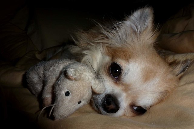 Pongo und sein Ratti