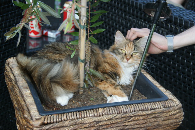 meine Gucki, eine Sibirische Katze, sucht sich gerne Blumentöpfe zum schlafen