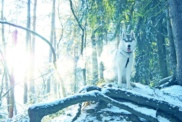 Nanook