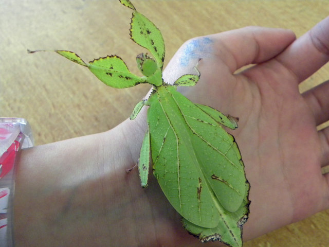 Ein "Wandelndes Blatt" - wohl eher ein seltenes Haustier