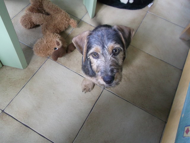 Frodo - ein ziemlicher Racker trotz unschuldigem Blick