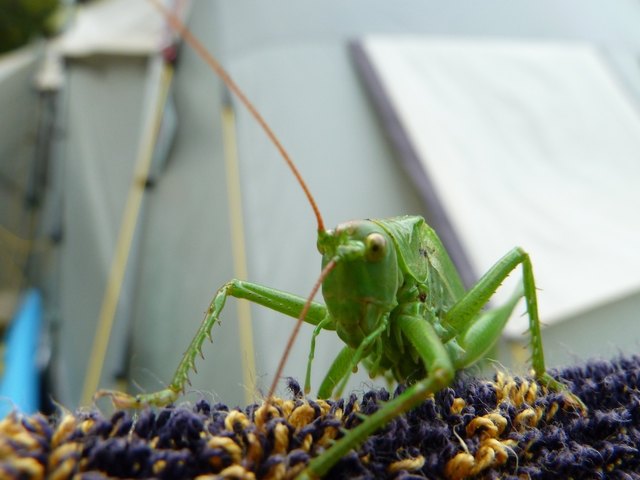 Sommerlicher Mitbewohner