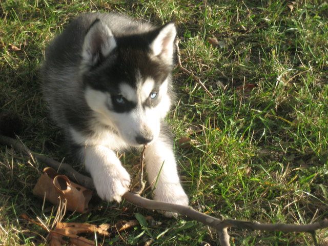 Unser Siberian Huskywelpe " Arthas "