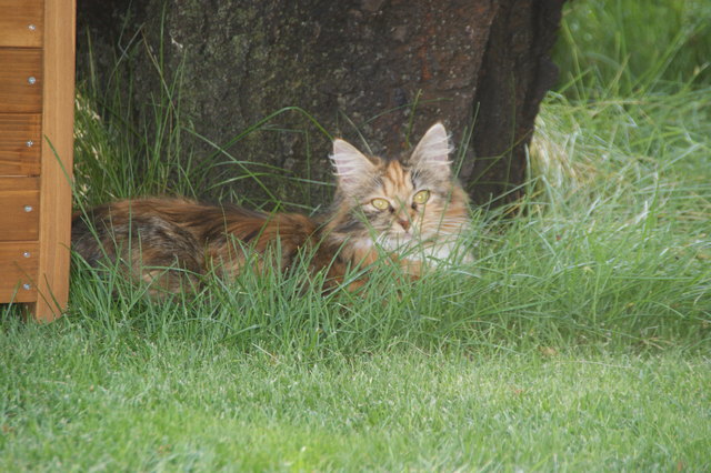 Gucki liebt ihre Wiese im katzensicheren Garten