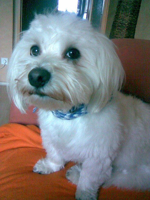 mein kleines weisses Kuschelmonster Rambo