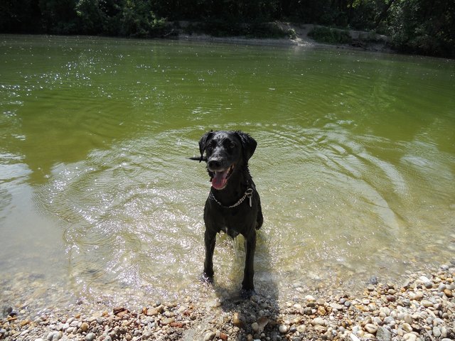 Meine Wasserratte "SPIKE" 10Jahre alt