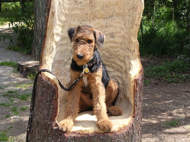 Mein Liebling "Blue" - Airedale Terrier Rüde