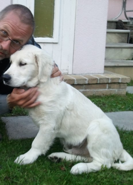 Golden Retriever AKON