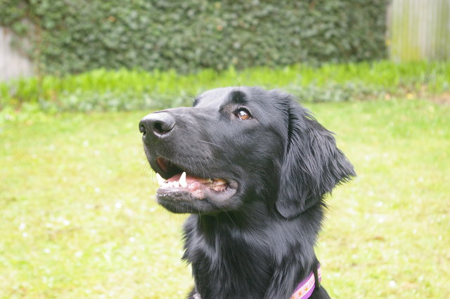 Avi - Flat Coated Retriever Hündin, geb. am 3.6.2010
