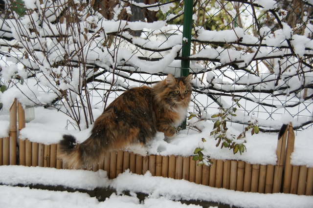 meine Gucki liebt den Schnee
