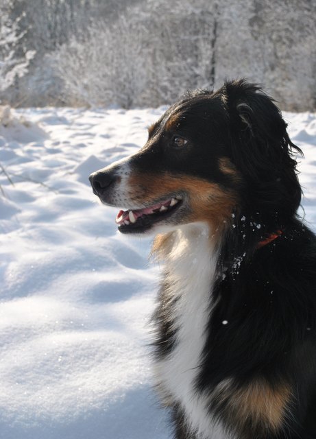 Perro, unser Mini-Australian-Shepherd